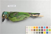 藏品(五色鳥)的圖片